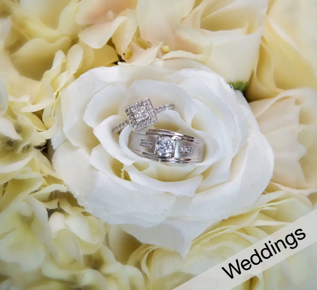 Wedding rings on roses